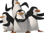 Madagascar - Penguins