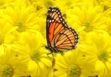 Daisies and butterfly - flowers, butterflies