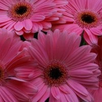 Pink flowers