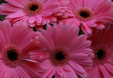 Pink flowers - flowers, pink