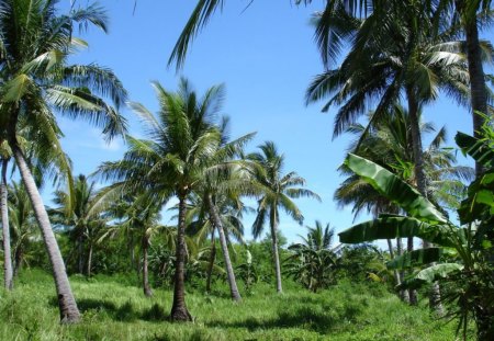 Tropical island vegetation - vegetation, island