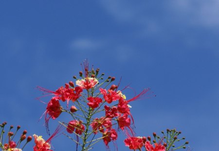 Sky and red flowers - flowers, sky