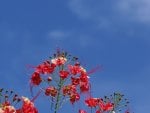 Sky and red flowers