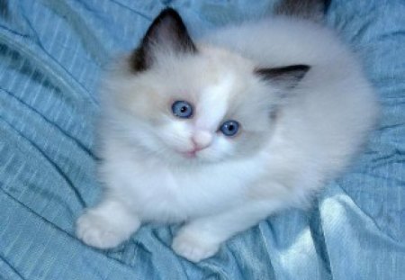 Blue eyes kitten - kitties, cats