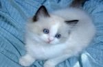 Blue eyes kitten