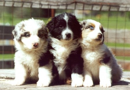 Puppies - puppies, dogs