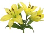 Yellow lily