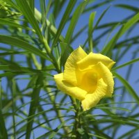 Yellow oleander