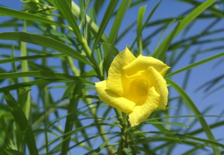 Yellow oleander - flowers, yellow