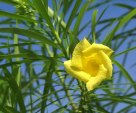 Yellow oleander