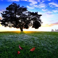 TREE on the HILL