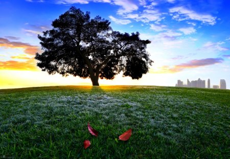 TREE on the HILL - hill, city, leaves, field, crown, tree, grass