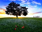 TREE on the HILL