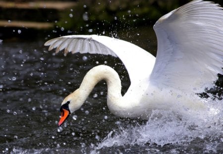 GRACEFUL SWAN - spray, water, fly, swan, flight