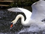 GRACEFUL SWAN