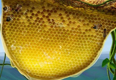 Honeycomb - bees, honeycomb, sweet, honey