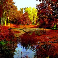 AUTUMN FOREST SWAMP