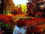 AUTUMN FOREST SWAMP