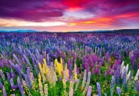 The Russel lupine field - nice, russel, sky, freshness, colorful, field, meadow, amazing, pretty, clouds, fresh, summer, lovely, nature, beautiful, delight, flowers, lupine