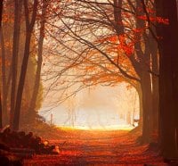 FALL FOREST