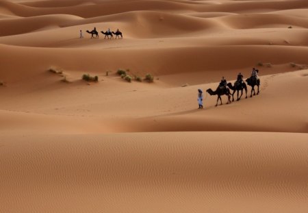 Desert Dunes - camels, desert, sand, dunes