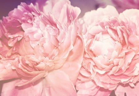 Peonies togetherâ™¥ - together, pink, soft, flowers, love, sublime, twins, forever, peonies, innocent, nature