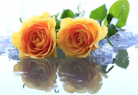 *** Beauriful orange rosses *** - nature, roses, orange, flowers, flower