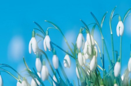 *** Snowdrops *** - flowers, natur, white, blue, snowdrops, flower, sky