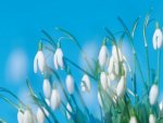 *** Snowdrops ***