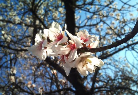 The Lovely Almond Flower - flowers, blossoms, almond, trees