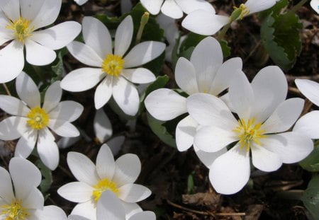 Beautiful Bloodroot - flowers, spring, bloodroot, nature