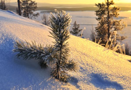 Nature winter - ice, winter, sunset, nature, snow, tree