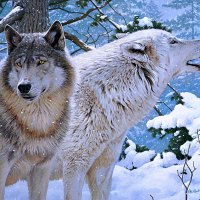 Wolves