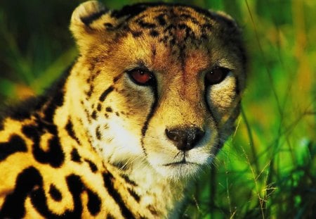 Cheetah - cheetah, animal, feline, wild, big cat