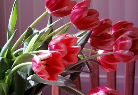 Spring scent in the Winterâ™¥ - red, grace, tulips, flowers, spring, love, forever, fresh, scent, nature, green