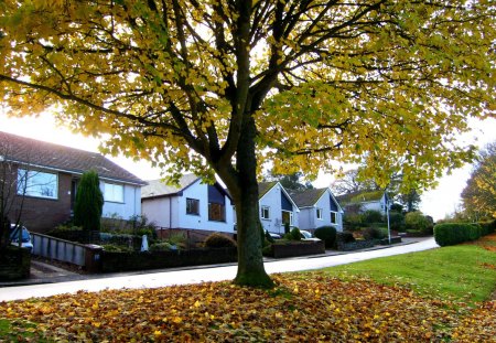 Yellow tree - road, tree, leaves, autumn