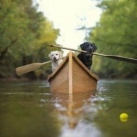 Dogs Rowing