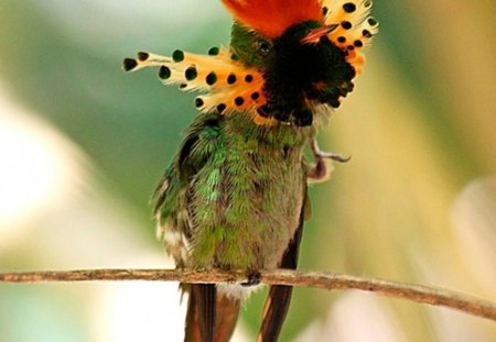 bird of Paradise - bird, beauty, feathers, branch, colorful