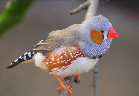 colorful bird - white, nature, brown, animals, beautiful, black, gray, bird