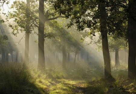 Mystical Light, Germany - rays, landscape, trees, daylight, day, light, trunk, beams, ground, path, nature, forest, leaves, green, grass, germany