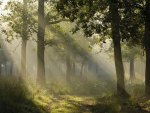 Mystical Light, Germany