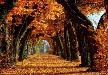 *** Beautiful autumn in park *** - path, leaves, trees, nature, autumn