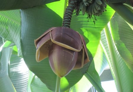 A day at the Garden 10 with Banana flowers - banana, brown, flowers, photography, green