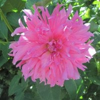 A day at the Garden 14 with a pink Dahlia