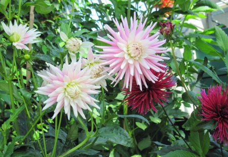 A day at the Garden 15 with Dahlia - flowers, white, yellow, red, green, photography, dahlia, pink