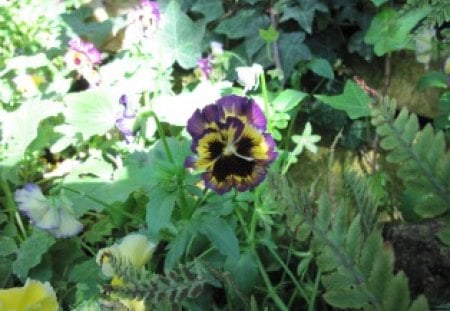 Pansy in my garden  - flowers, black, Pansy, yellow, purple, garden, green, photography