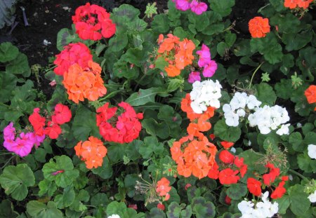 A day at the Garden 19 - red, pink, flowers, garden, white, geranium, photography, orange, green