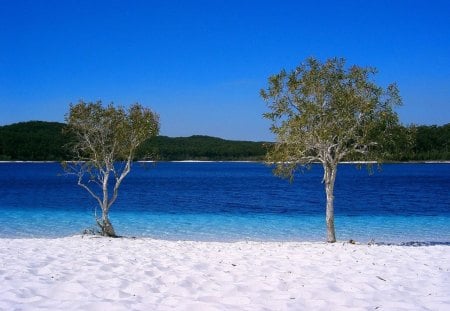 Ocean on the beach - tree, on the beach, ocean, forests