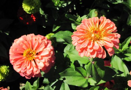 A day at the Garden 20 - garden, flowers, dahlia, photography, orange, yellow, green