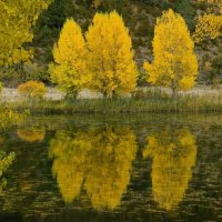 Poplar Trees, Spain